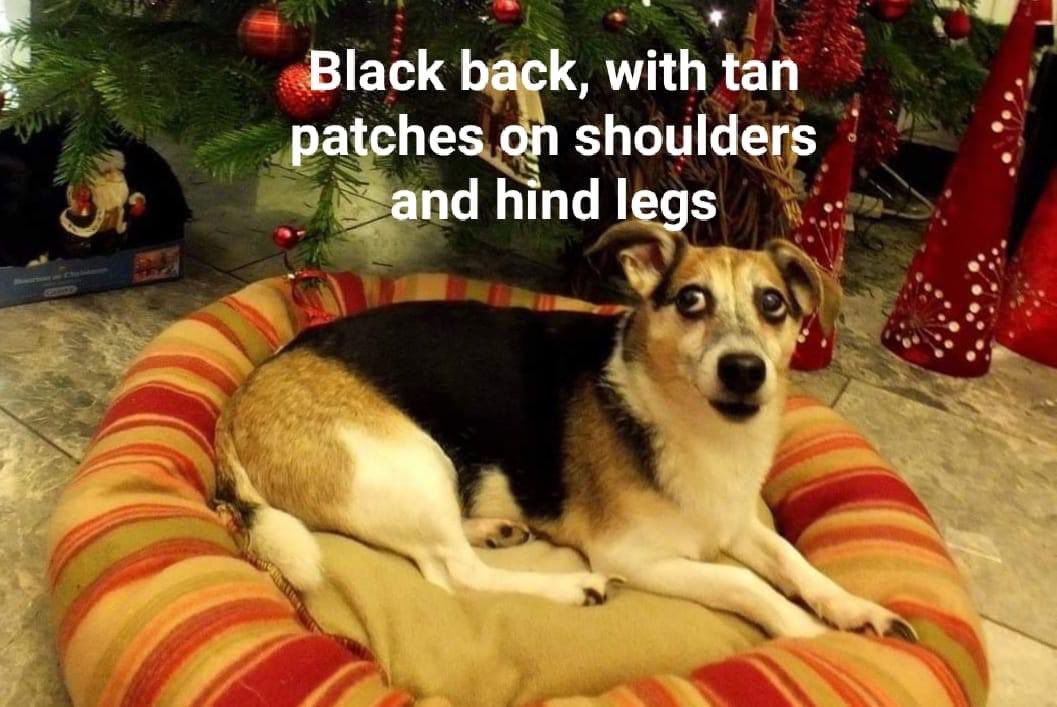 LisaLisaw1's tweet photo. #FindMindieSE18 #FindMindie #Missing 14.12.21 #Plumstead https://t.co/CRpYfwj34Z