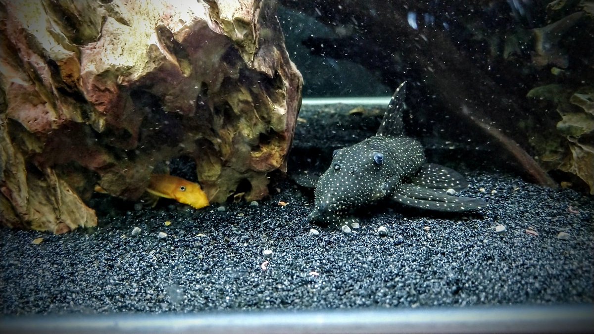 itsLukeyOnKick's tweet photo. First stream of the year ft Pablo Fishcobar! Swing by &amp; chill with meeeee 💙
https://t.co/4JVyWLaspt
#livenow #twitch #twitchstreamer #Pablo #pablofishcobar #pleco #SupportSmallStreamers https://t.co/6PXLqBQO9I
