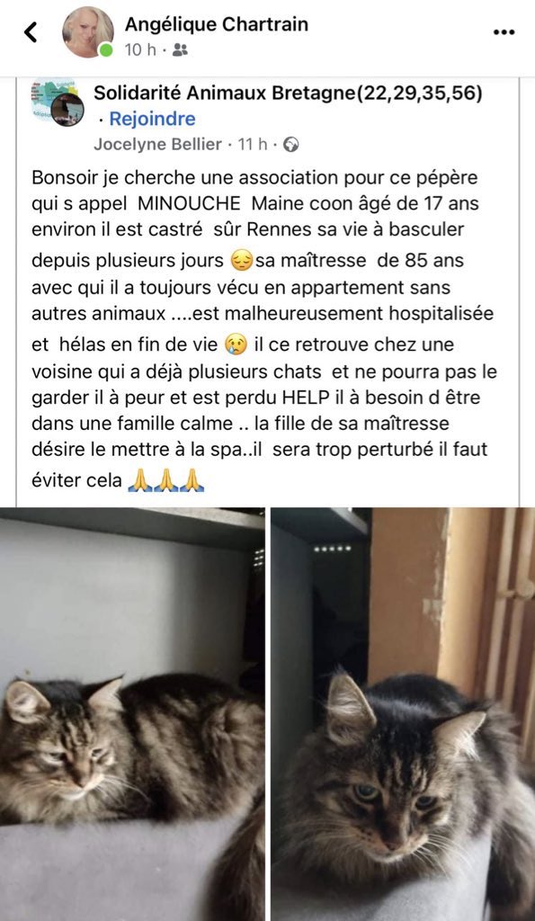 ExAvocatine's tweet photo. Bonjour Twitter 👋🏻 
On cherche une famille pour ce petit magnifique papy 🤗🤗🤗
#Rennes 
#Bretagne https://t.co/uAsVaddZOZ