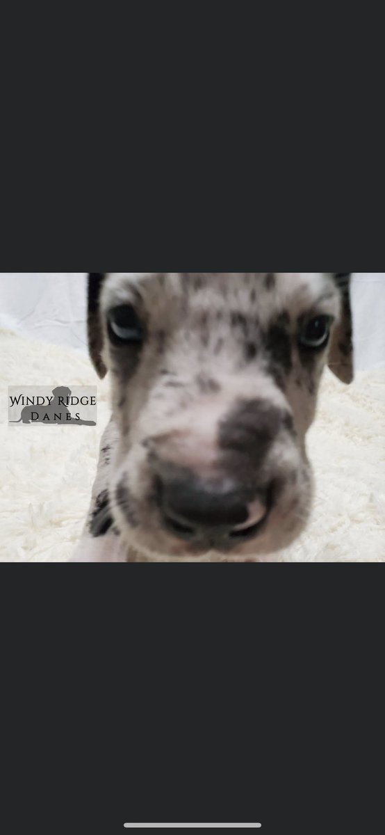 _DakotaTipton's tweet photo. Lil dude coming soon 🐶 https://t.co/bGIcy61Z6R
