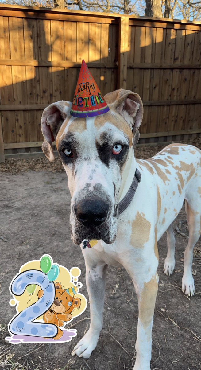 It’s my birthday today!!!! I’m officially 2 years old! 💜🐶🎉
#dogsoftwitter #GreatDane #dog #puppy #cute #birthday https://t.co/5PRKtQz3KF