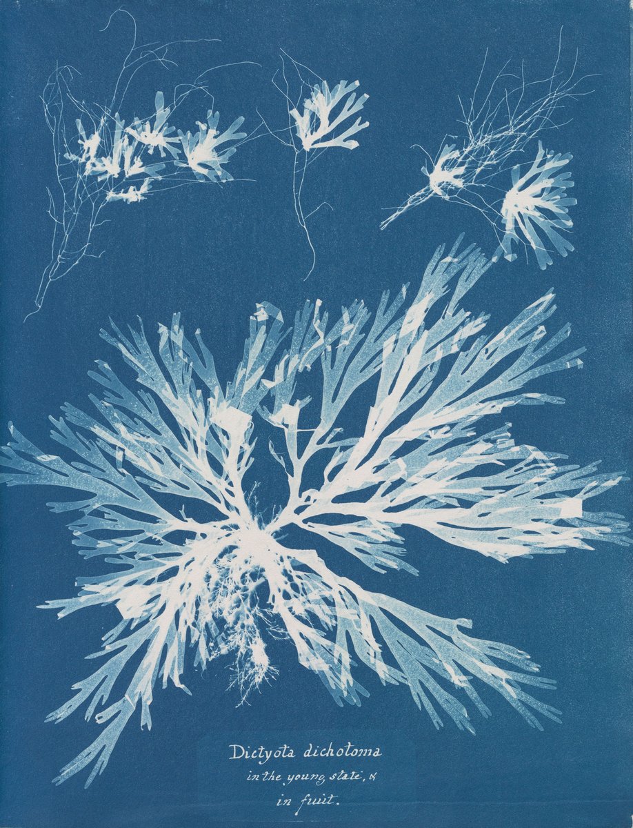Published by Anna Atkins in 1843 "Photographs of British Algae: Cyanotype Impressions" is considered the first book with photographic images; she went on to produce similar works on ferns and angiosperms. Born today in 1799, she was elected member of the London Botanical Society.