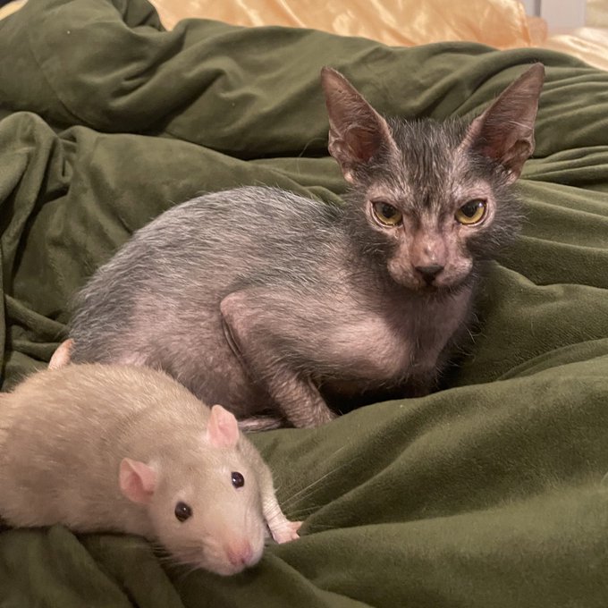 my kitten thinks the rats are his siblings LOL https://t.co/mjgiob69ho