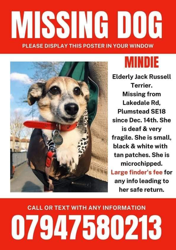 TheAnimalist_'s tweet image. Mindie sleeping on the floor while our rescue hen sleeps in her bed! In spite of being a typical Jack Russell, she was soft at heart.

Missing now from #Plumstead for over two weeks. Every day has been hell. #FindMindieSe18