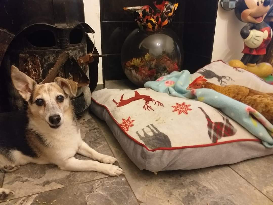 TheAnimalist_'s tweet image. Mindie sleeping on the floor while our rescue hen sleeps in her bed! In spite of being a typical Jack Russell, she was soft at heart.

Missing now from #Plumstead for over two weeks. Every day has been hell. #FindMindieSe18