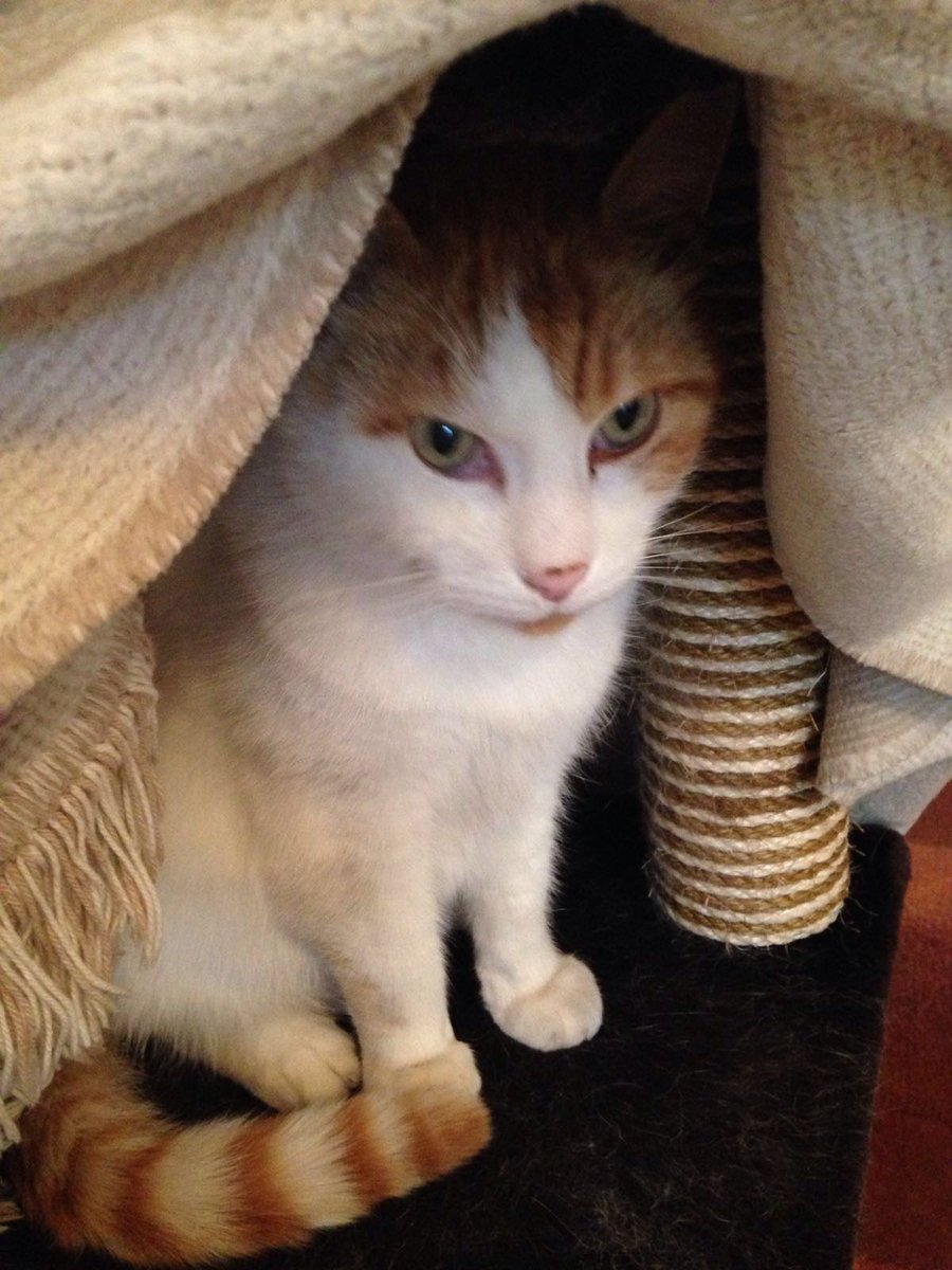 Throwback to four years ago, Harley knew how to keep warm in the winter! #ThrowbackThursday #tbt #vanalikes #wlf