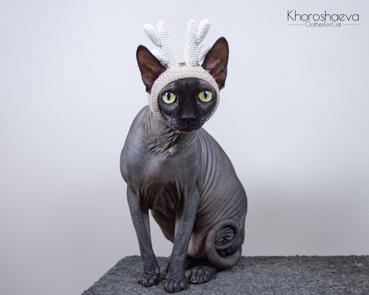 ClothesForCat's tweet photo. Excited to share the latest addition to my #etsy shop: Hat with Deer Horns for cat crochet pattern, Christmas hat for cat, Reindeer hat for sphynx https://t.co/R3UQbYz3Zw #birthday #christmas #crochet #cathatpattern #accessoryforsphynx #hairlesscat #sphynxcatclothes #c https://t.co/uJEleFyFmK