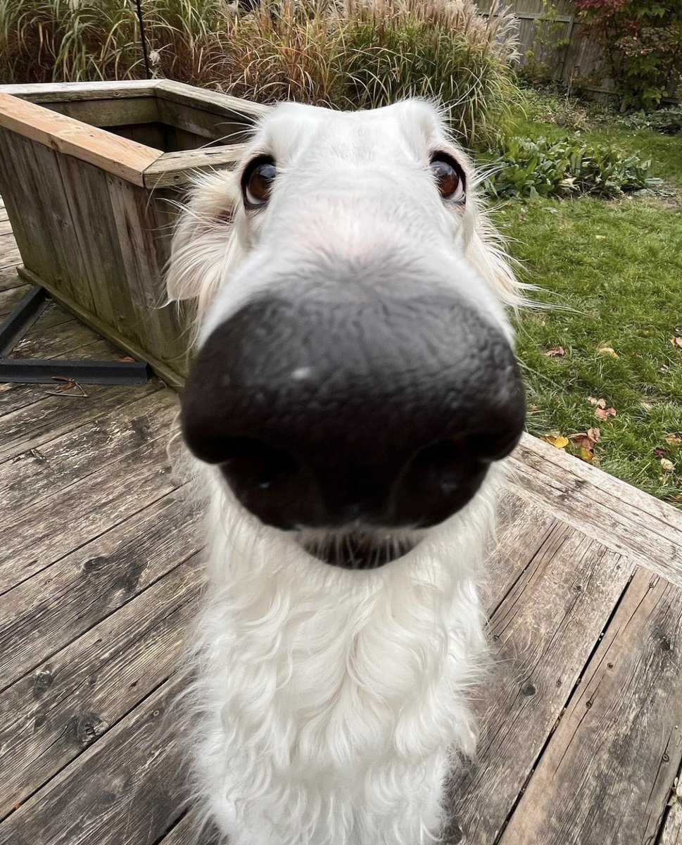 WeRateDogs tweet media