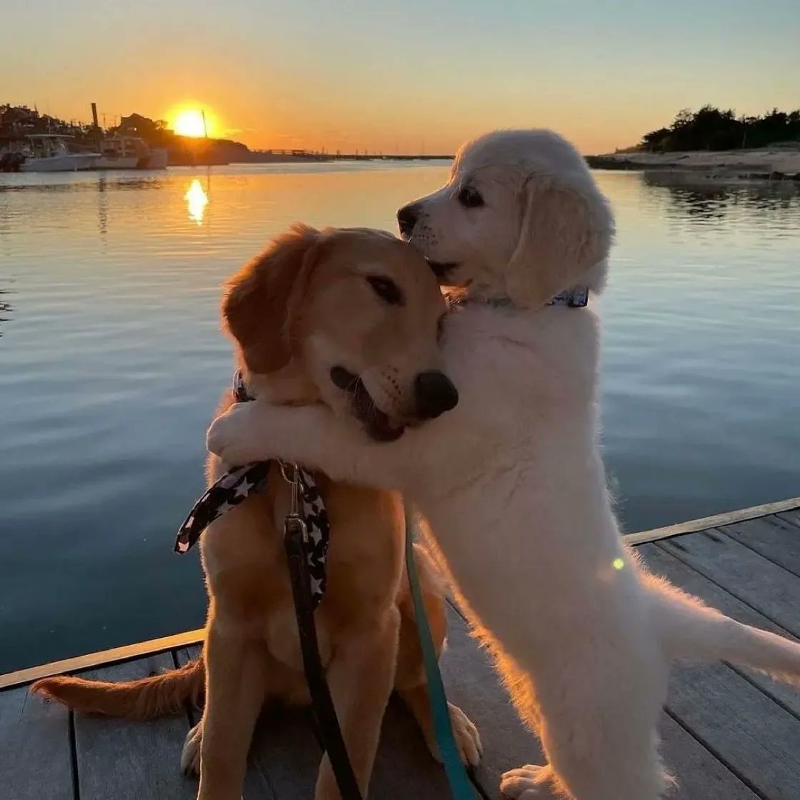 Humans could learn so much from animals…