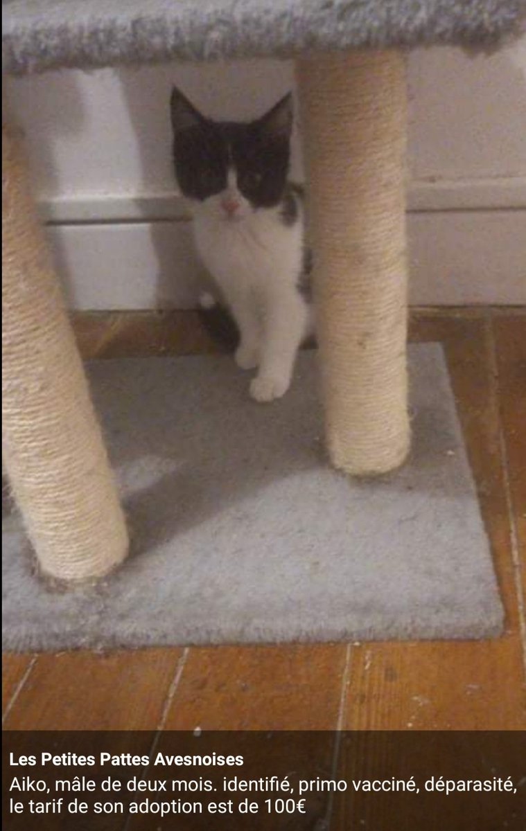 Les Petites Pattes Avesnoises Chat Chaton Adoption Avesnessurhelpe Association Catlovers Catofinstagram Adoptdontshop Refugechat Sauvetageanimal Chatabandonne Amourdechat Ronron Miaou Minou Matou Cat Meow Tropmignon Les Petites Pattes Avesnoises Chat Chaton Adoption Avesnessurhelpe Association Catlovers Catofinstagram Adoptdontshop Refugechat Sauvetageanimal Chatabandonne Amourdechat Ronron Miaou Minou Matou Cat Meow Tropmignon