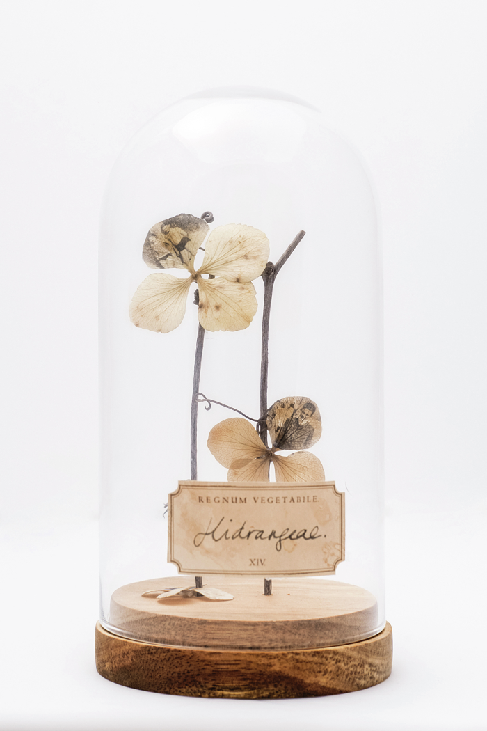 Systema naturæ, de Lorena Cosba. "Intervencions fotogràfiques" sobre elements naturals. Inspirada en la classificació de Linneo vol captar, preservar, protegir i cartografiar l'entorn que l'envolta. 

📆 25.02 - 20.03
📍 Sala Municipal d'exposicions d'Igualada
#fineartigd2022