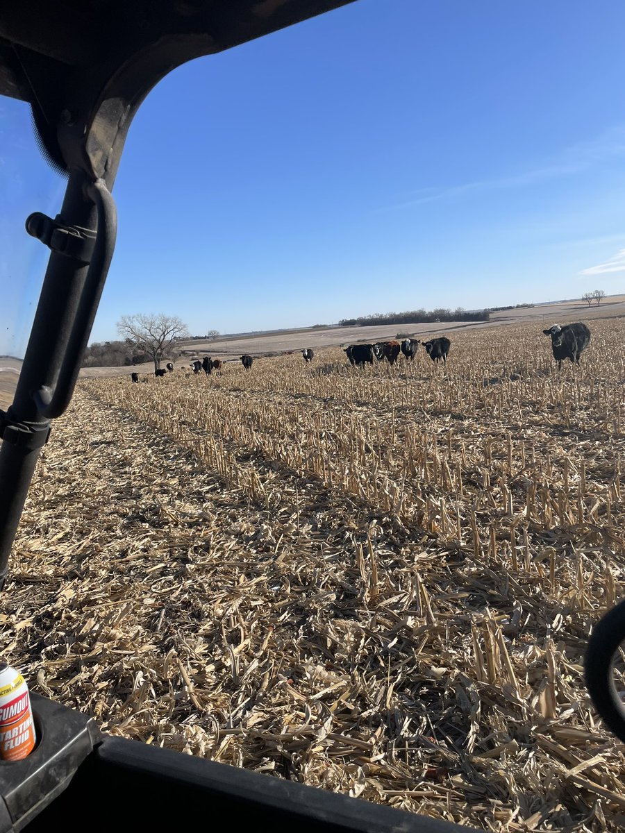 kate_m_cooper's tweet photo. Both the corn farmer and cattleman in me is satisfied by cows on stalks 🤩 https://t.co/SK0IVv9Xxr