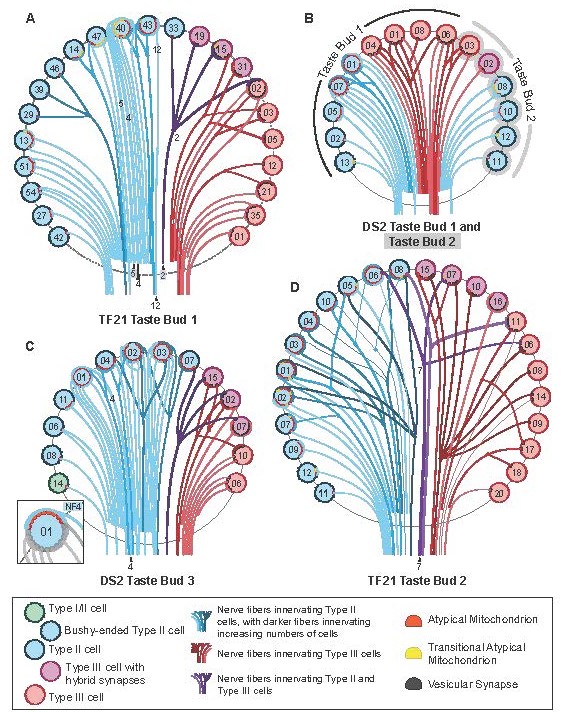 How is taste info encoded? #JNeurosci research reconstructing the synaptic circuitry of taste buds from @courtthewilson et al <a href="/taste_and_smell/">RM Taste and Smell</a> <a href="/CUAnschutz/">University of Colorado Anschutz</a>, find that taste cannot entirely be carried along nerve fibers dedicated to single taste qualities. jneurosci.org/lookup/DOI/10.…