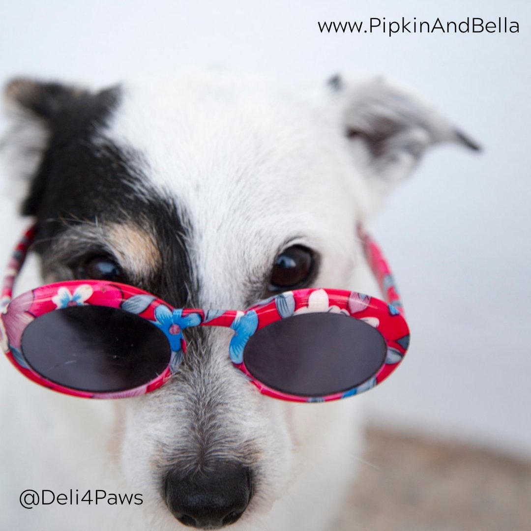 I spy with my little eye .... the weekend around the corner - only thing that could make it better would be some of my favourite treats 😊

Visit Deli4Paws.co.uk to view our full range of treats.

Happiness in a box!

#Deli4Paws #Smallbizuk