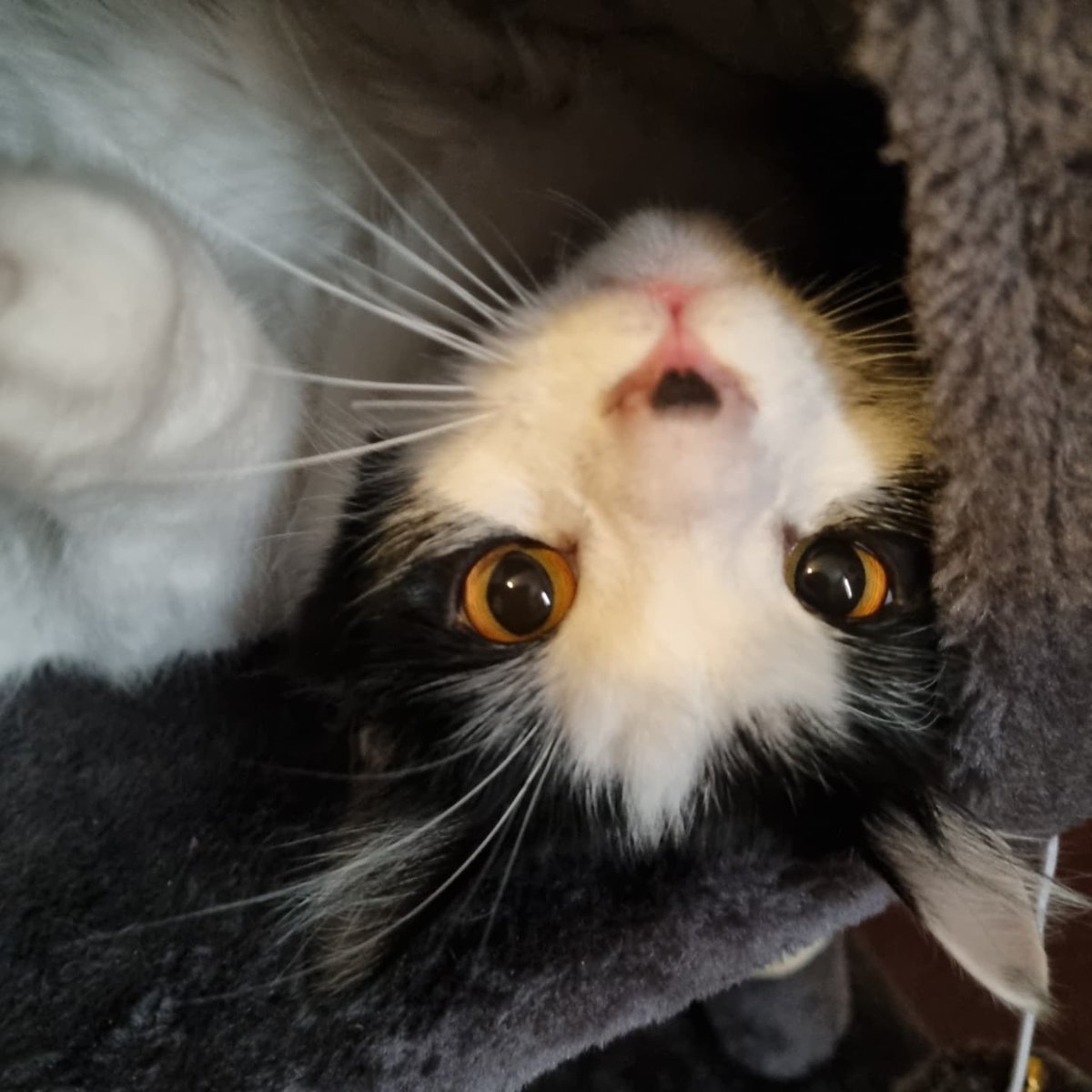 lilmel123's tweet photo. My pretty little (special, crazy) YED ππ€ #kittyspam #spnfamily https://t.co/2TCOaHqoDi
