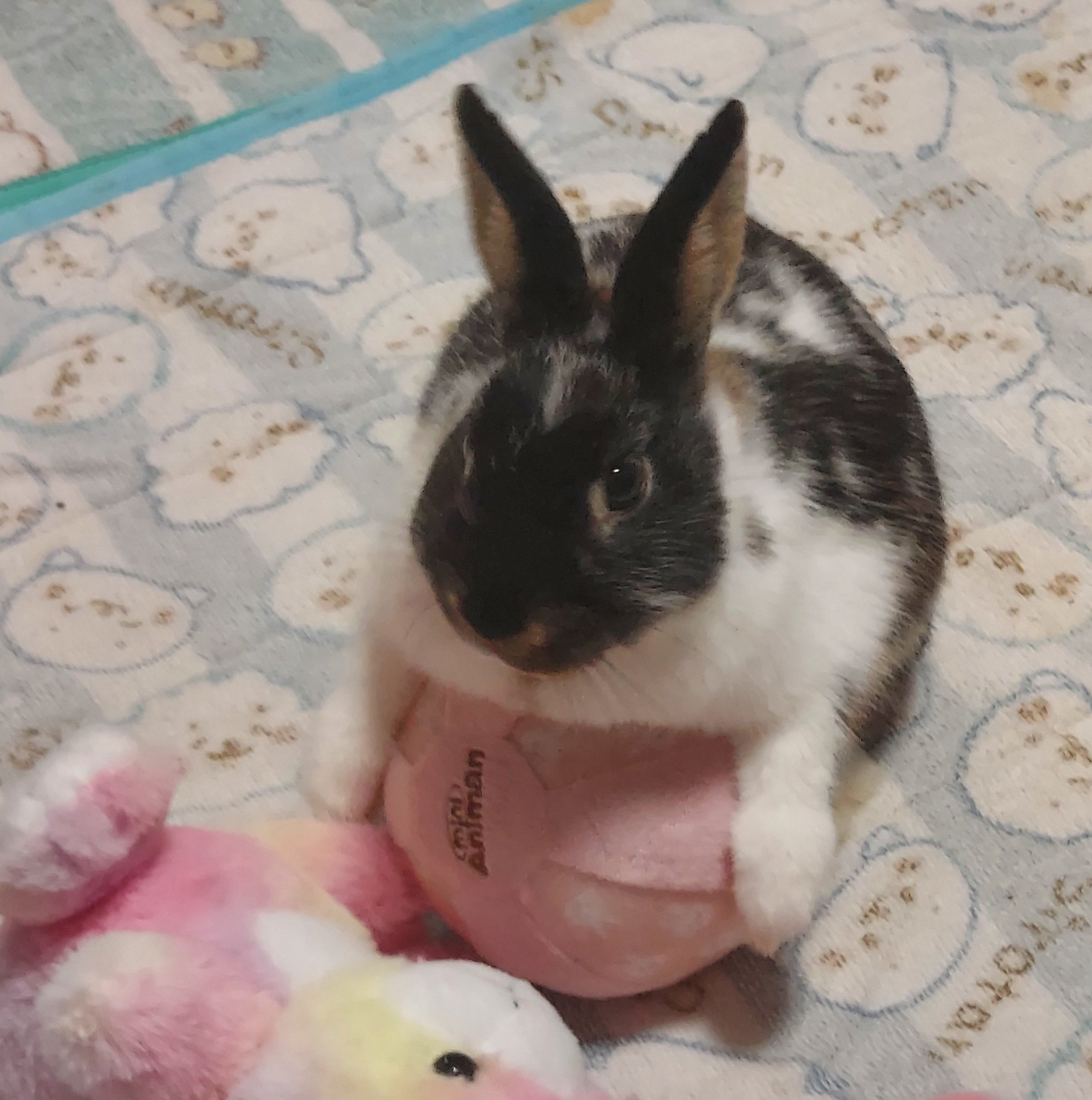 子うさぎのジェイソンさん Jyson Kousagi Twitter