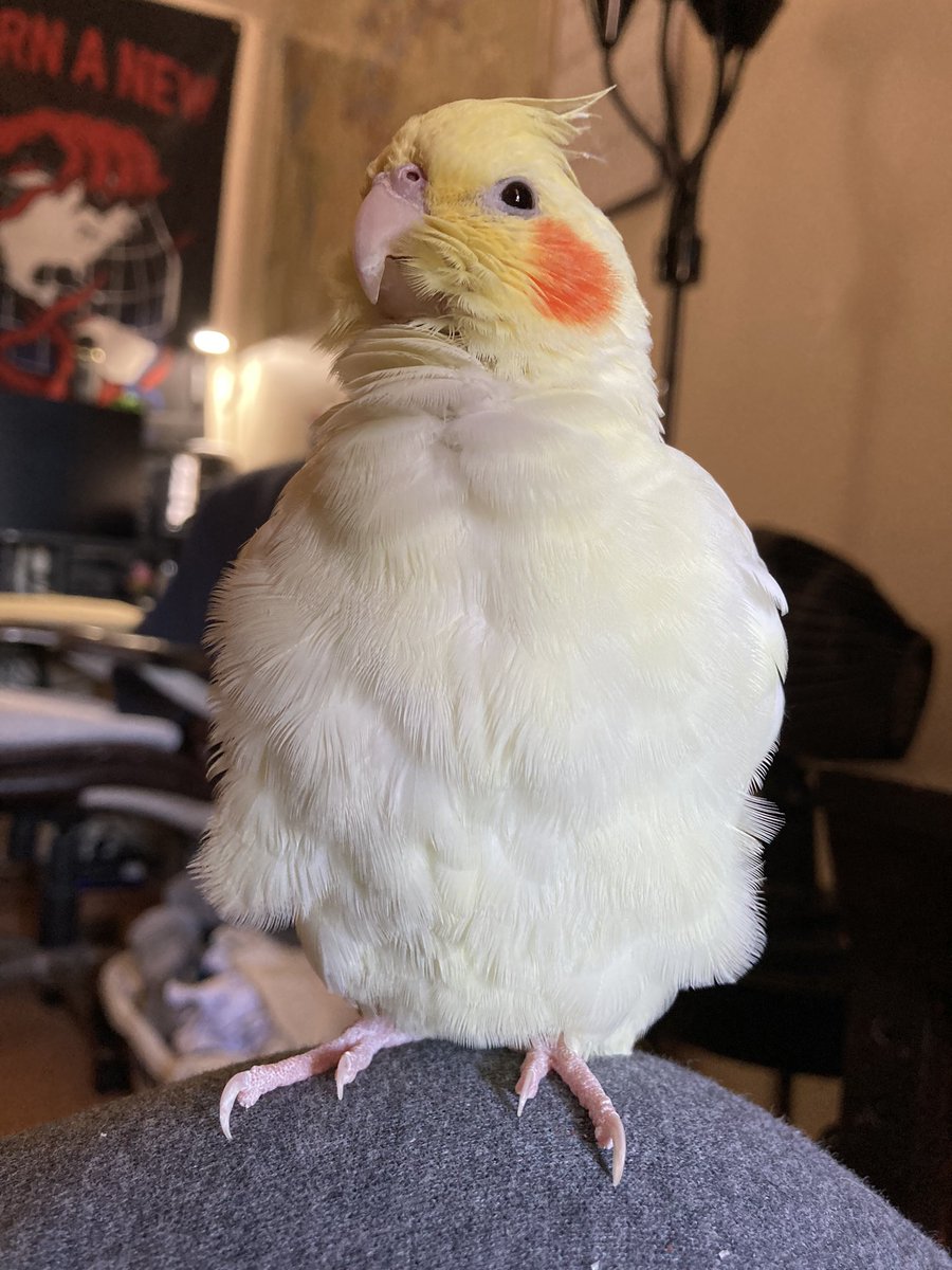 sugartiel's tweet photo. A wild borb has appeared!
What will you do?

> Scritch
> Feed
> Run https://t.co/VuCvdAUKSv