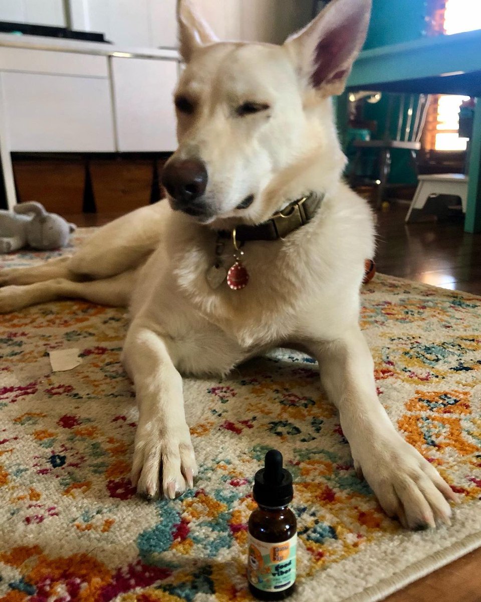 ChosenByDogsCBD's tweet photo. Our full spectrum hemp CBD drops are a natural and safe way to put your dog’s comfort first.

Key Benefits:
Promotes overall health and wellbeing
Tastes good with subtle coconut flavor
Serves as a good dog food addition
Natural ingredients
Contains less than 0.3% THC https://t.co/JVA9VSqEtP