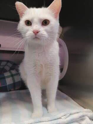 Fredericton SPCA tweet media