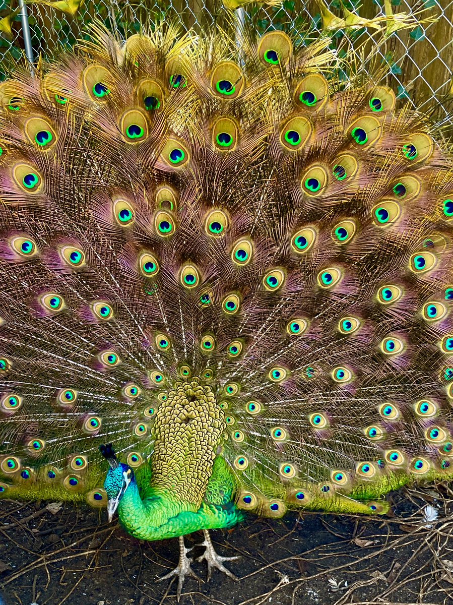 looks rare (now I want a pet peacock) https://t.co/kPLKhOOHWv