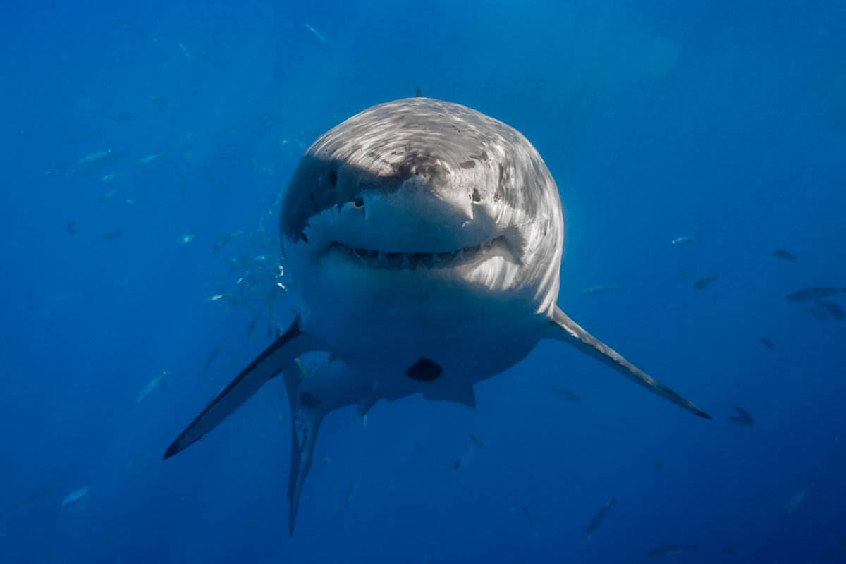 The nice thing about white sharks is that you don't have to make up stuff or embellish information about them. They're totally cool just how they really are.