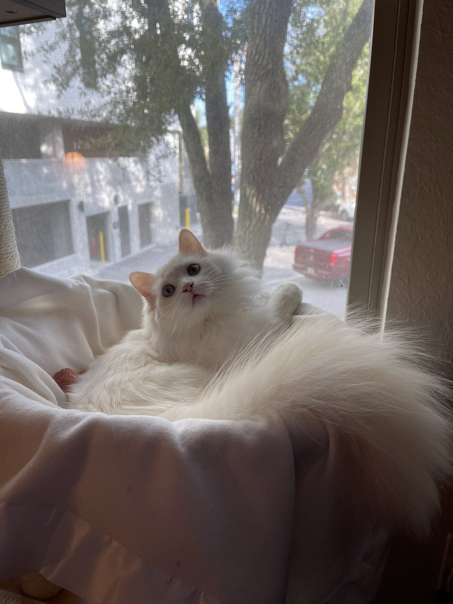 LilahAndDeck's tweet photo. Tail so fluffy it doesn’t fit in his basket #cats #kitten #CatsOfTwitter #catsofinstagram https://t.co/j9HorSZwFz