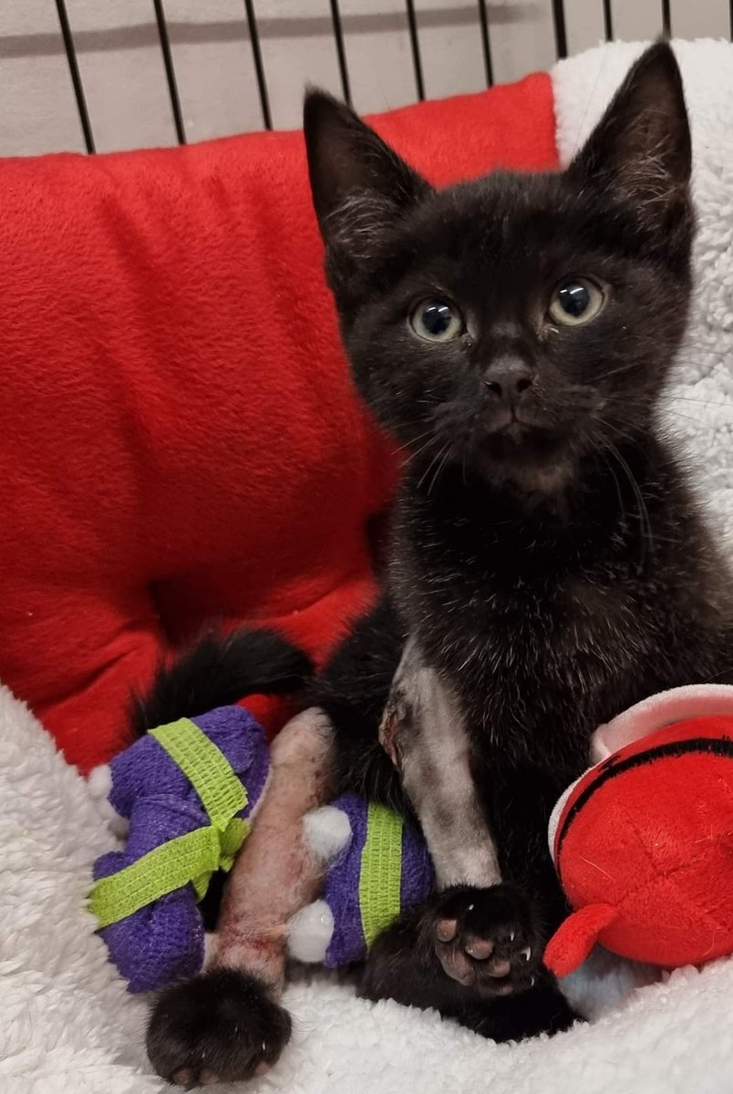 BCWRkittens's tweet photo. #ElfUpdate He is back at the rescue! 😍
⚠️*warning surgical images below*
It's been an anxious 3 days whilst little Elf has been away from BCWR and in the wonderful hands of @Torrorth ⤵️ https://t.co/AMBBu2u98q