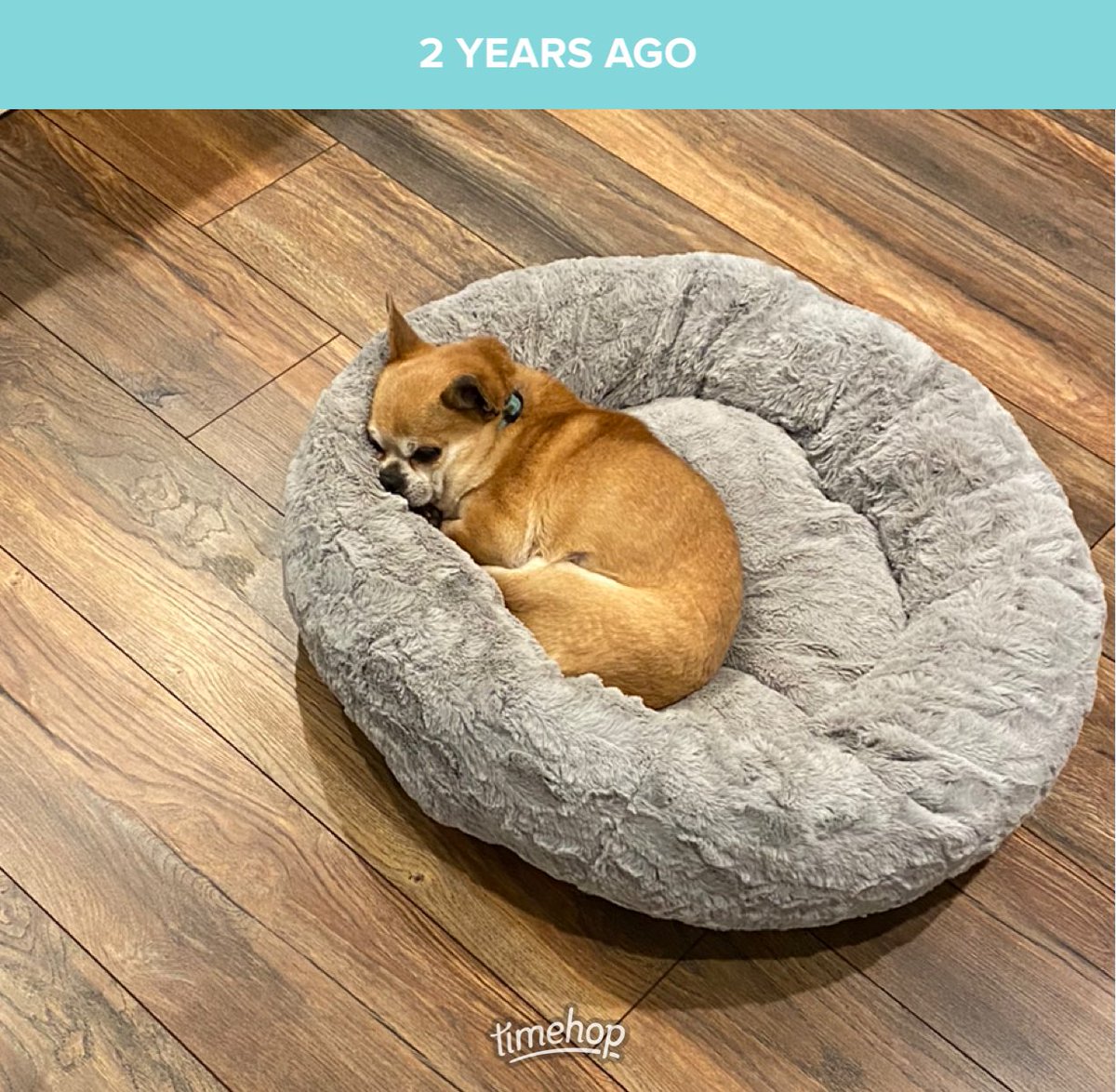 AliSilversmith's tweet image. I miss my little potato and all of his chins. #baddiesel