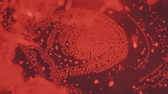 #News 🔎 Las Espinelas rojas que fueron pulidas por los espíritus.
.
.
#News 🔎 The Red Spinels that were polished by the spirits.