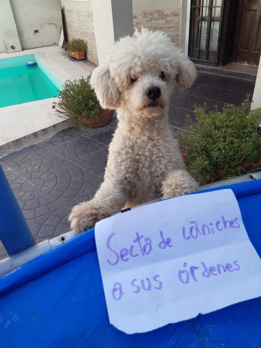 sectadecaniches's tweet photo. cita y opina de caniches  #canichescomeback https://t.co/uyTUzgiMMq