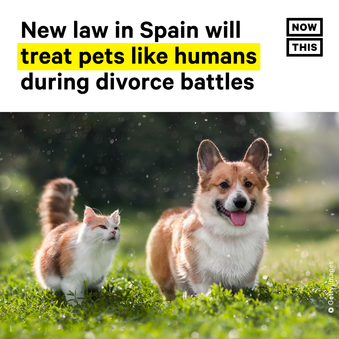 nowthisimpact's tweet image. A new law in Spain would consider pets’ welfare during divorces, rather than just treating them like inanimate objects. In most countries, pets are technically considered property, no different than a piece of furniture or other possession, during divorces.