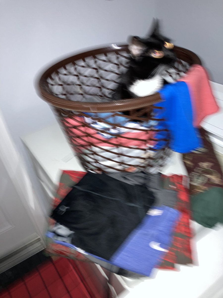 itsonlym1a's tweet photo. demon cat https://t.co/TlbQajbD33