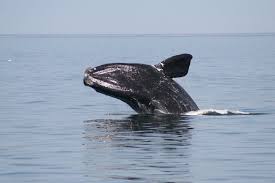 janetwilson66's tweet photo. This week's @usatoday #ClimatePoint: #DiCaprio looking up on #climatechange, rare whales found and hope in the ruins of CA's largest water body #SaltonSea https://t.co/5zmQzPOV6L https://t.co/YOgqXWWBIS