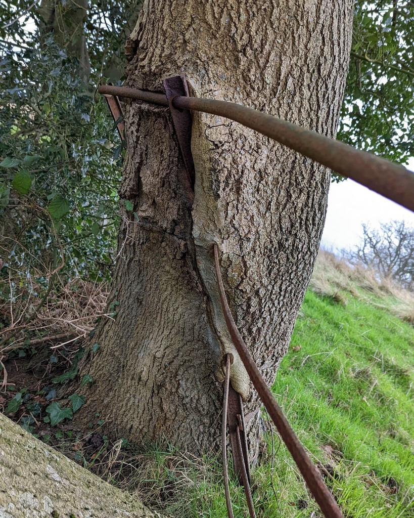 MJFHorticulture's tweet photo. #treeseatingthings #nomnom https://t.co/grWGbzp3bA https://t.co/EzqIaP4wma