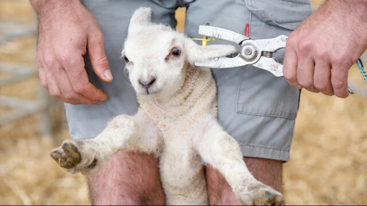 gruntvegan's tweet photo. The process of tagging animals, is not only cruel, it signifies, falsely, that they are owned, property.

If you would not eat a #dog, why a #lamb, like this one, just a baby.

Be vegan for them, so they can live free from harm.

#animalrights #endspeciesism #veganism #plantbased https://t.co/OyrKi3roo2