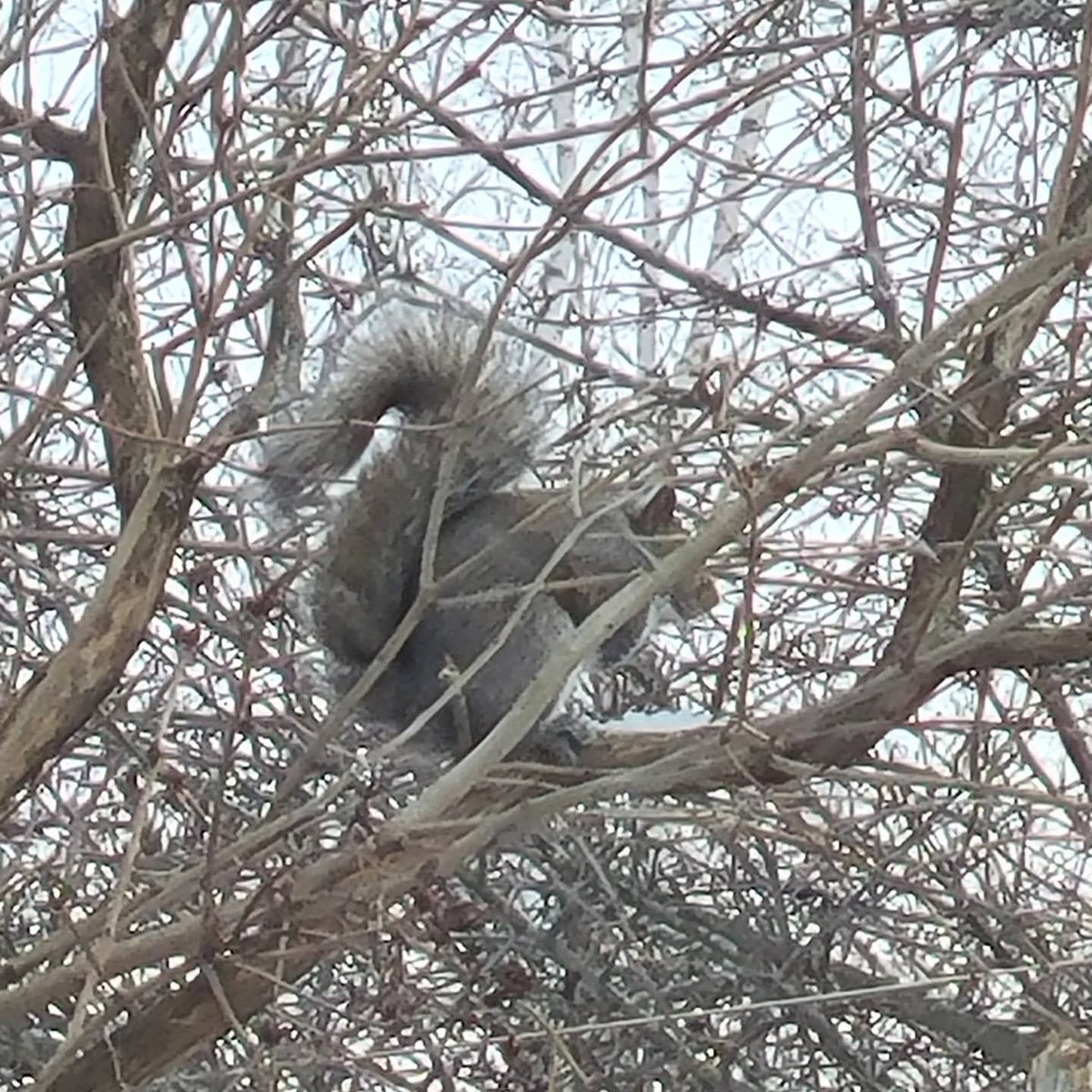 stephgray88's tweet photo. Lots of big, fluffy, frolicking squirrels today! They seem happy. Maybe they haven't been watching the news.
#dailysquirrel #keepcalm #breathe #bekind #wegotthis https://t.co/RjP3Sle1h2