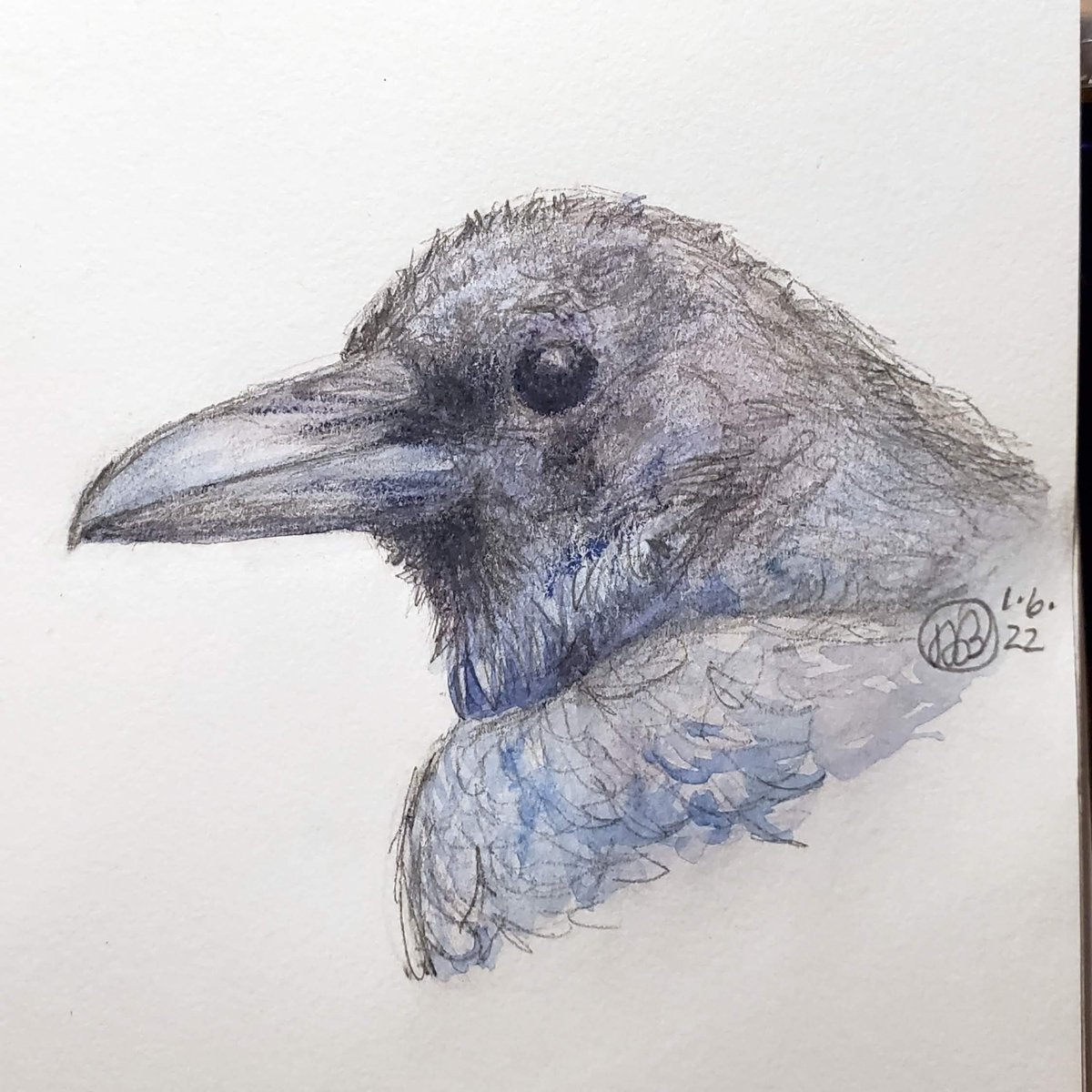 bunnykissd's tweet photo. Sometimes you have to stop messing about with it. I struggle so hard to get my darks dark enough. This time I just succeeded in muddying it all up. The reflections on this raven's feathers were just... like a mirror! #sketch #pencil #sketchbook #graphitint #intense #drawing https://t.co/wItt1Rf8TA