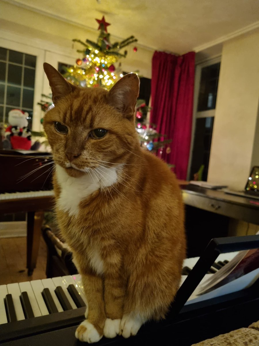 TubboTWO's tweet photo. Our cat https://t.co/LSXvQezCsk