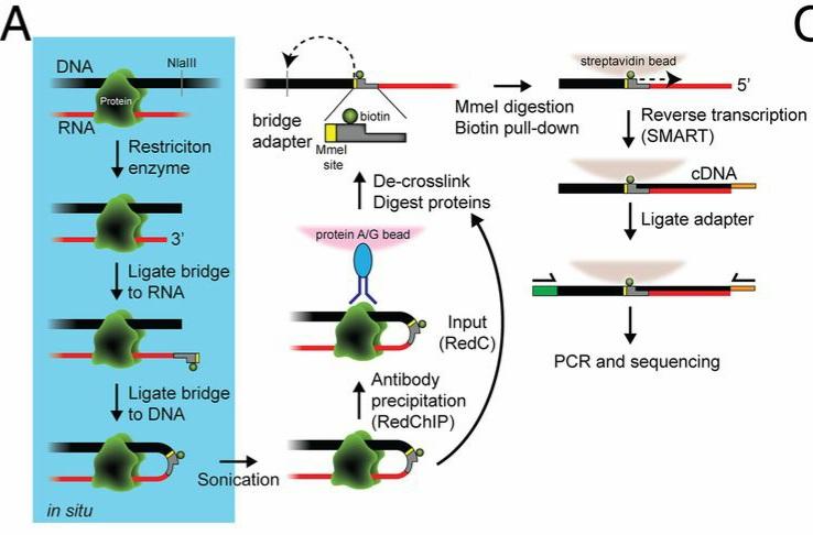 loop_enhancer on Twitter: