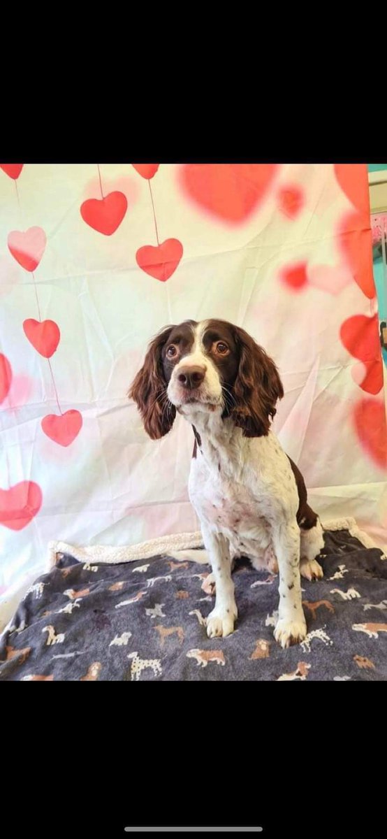 SpanielAidUK's tweet photo. Stunning 12 year old Rex is in foster assessment in West Yorkshire. He will be available for adoption after his assessment period sorry no more info at this time. #foster_dog #rescuedog #spaniel #YORKSHIRE https://t.co/DCpsiIwGXr
