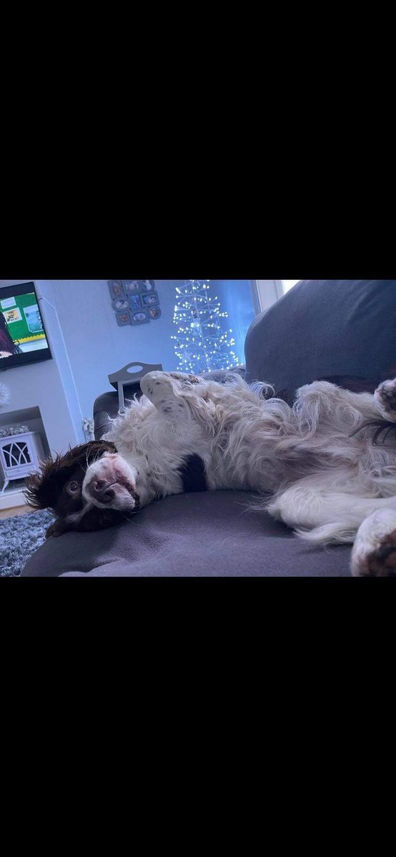SpanielAidUK's tweet photo. Stunning 12 year old Rex is in foster assessment in West Yorkshire. He will be available for adoption after his assessment period sorry no more info at this time. #foster_dog #rescuedog #spaniel #YORKSHIRE https://t.co/DCpsiIwGXr