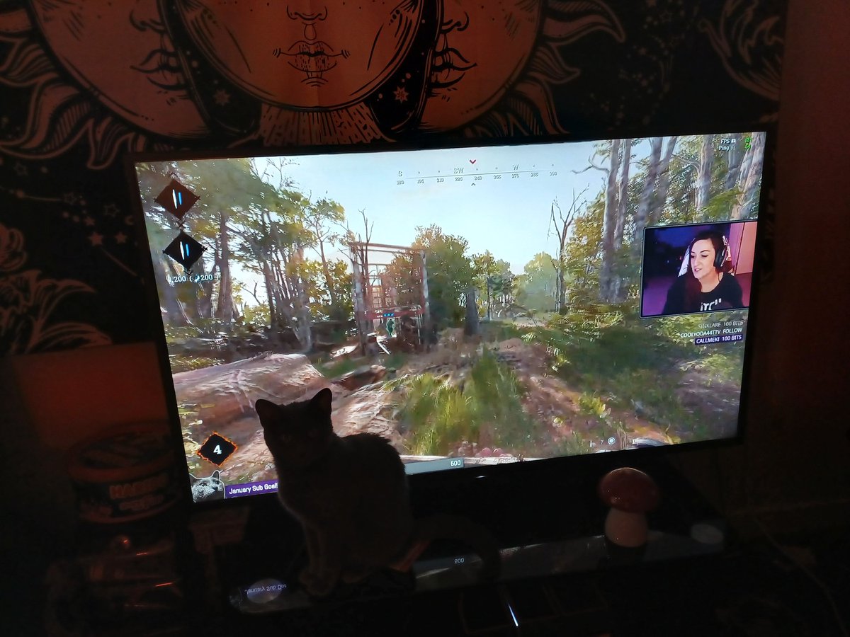 verityrawlie's tweet photo. Sushi loves watching the stream as much as I do (isoefka) https://t.co/TSzZeFUWzL