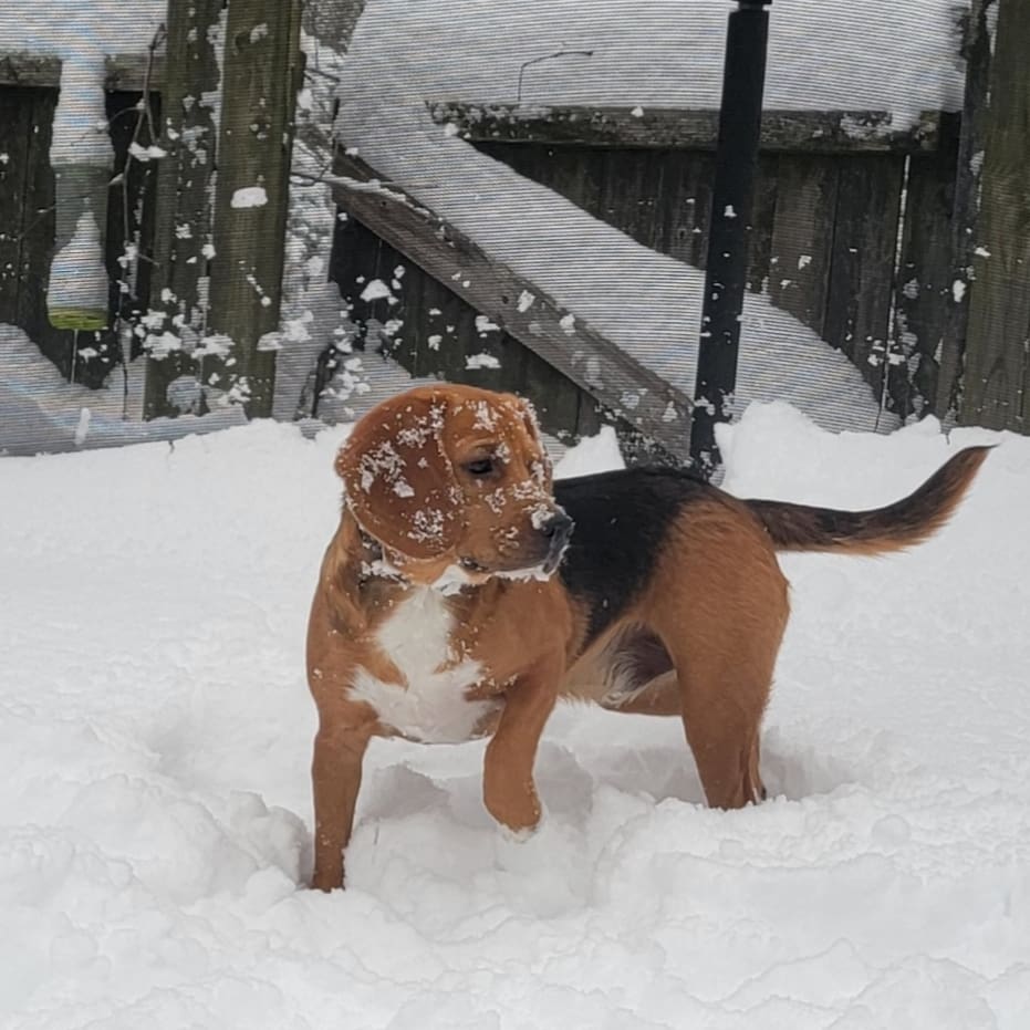 ericasroberts's tweet photo. @nashvillehumane @KennyTallier #BrunoTheBagel is loving the snow. @nashvillehumane alumni, too (formerly "McGillicuddy") https://t.co/ldIIzovU70