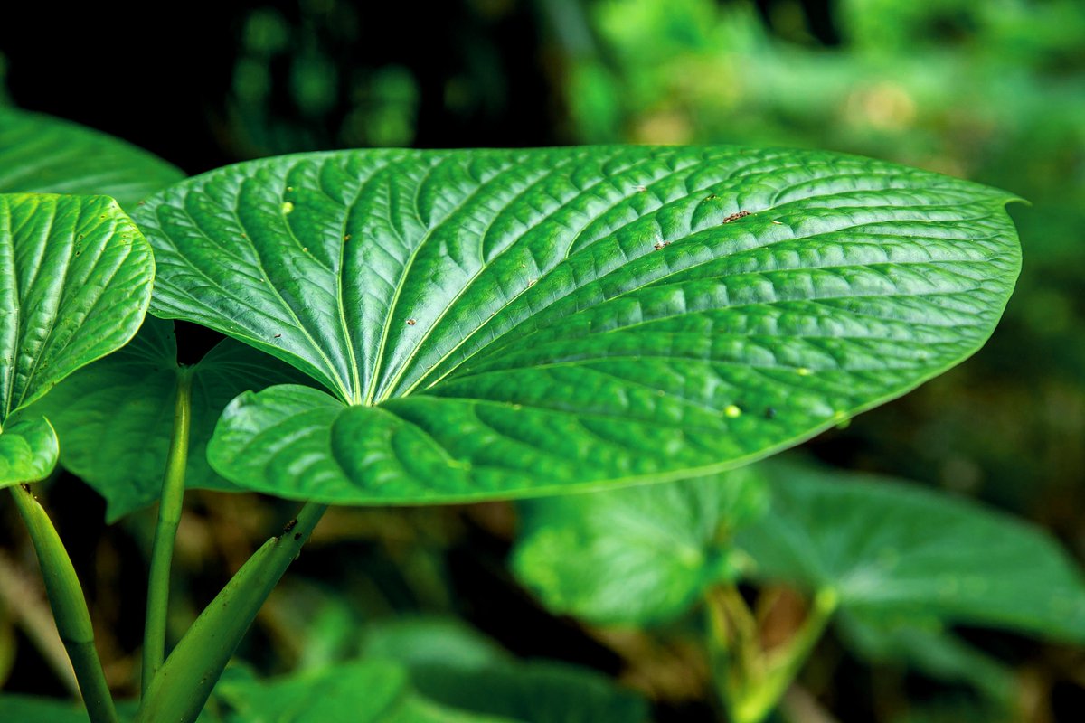 pti_nz's tweet photo. A booming nutraceuticals market means its never been a better time for kava to take a place in the average home. Read insight here: https://t.co/8aRrXa1UgJ
#pacificfocus #pacifictradeinvest #kava #homeandhealth https://t.co/ZkBYQ9gspl