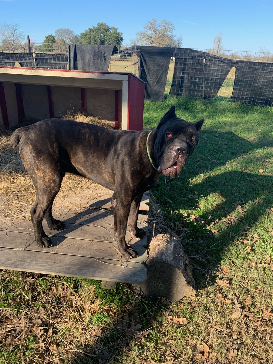 Cane Corso Rescue tweet media
