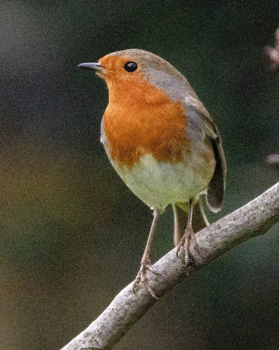 Fr. Paddy tweet media