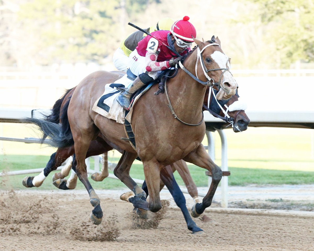 Snapper Sinclair has returned to Oaklawn, and the popular, well-traveled millionaire could make his 7-year-old debut in the $150,000 Fifth Season Stakes for older horses at 1 mile Jan. 15, co-owner Jeff Bloom said Tuesday afternoon. #OaklawnRacing ow.ly/R9oP50Hp2eQ