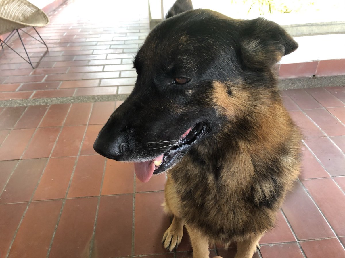stella_navarro's tweet photo. El 31 de diciembre lo pasé en la finca. Algunos dirán que sola. Yo diría que estuve con quienes eran la mejor compañía, con quienes había que estar. Choco, Rocky, y muchos recuerdos del amor. https://t.co/DPEZNXhSZJ