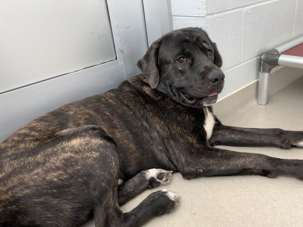 LeahCooper55's tweet photo. made some friends this morning before class :) gotta say- they’re quite the love bugs #BurlingtonAnimalShelter #ElonEd #COR4240 https://t.co/aEoK9TfKPv
