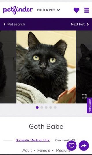 petfindernames's tweet photo. is this too much to ask for😔 https://t.co/9cfqhnjOOW